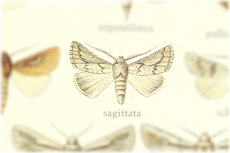 Ulochlaena sagittata