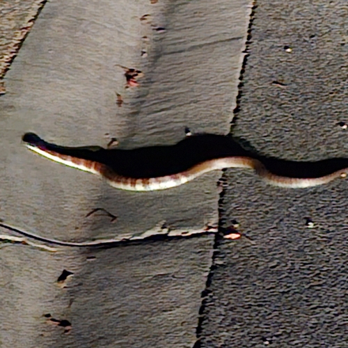 Tiger Snake sighting