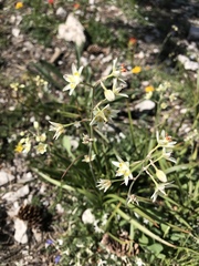 Melanthiaceae