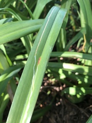 Ophiomyia kwansonis