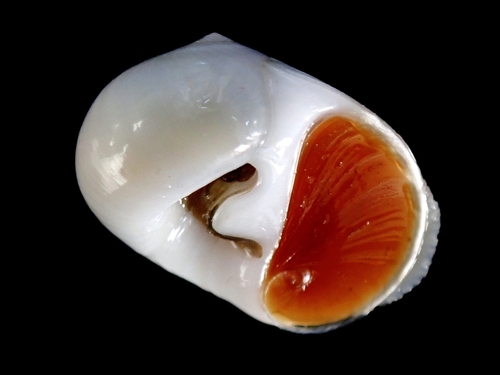Polinices albumen observed 2025-02-14