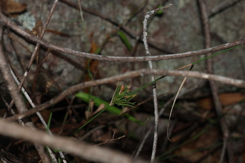Image of Entolasia stricta by (c) Greg Tasney, some rights reserved (CC BY-SA)