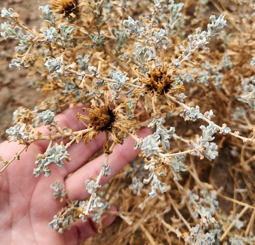 Anvillea garcinii