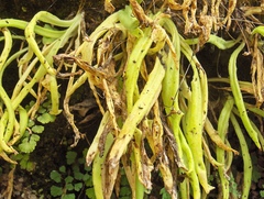 Pinguicula longifolia