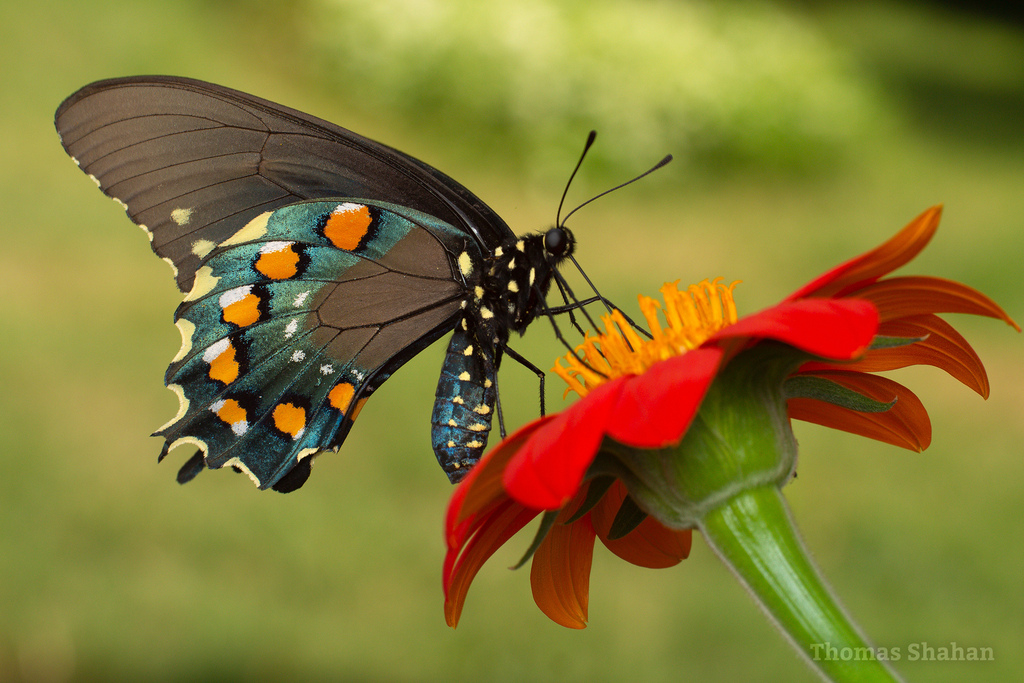 Pipevine Swallowtail