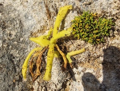 Pinguicula longifolia