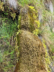 Pinguicula longifolia