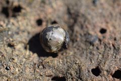 Gnorimosphaeroma oregonense