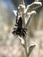 Phidippus comatus