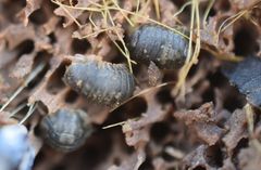 Gnorimosphaeroma oregonense