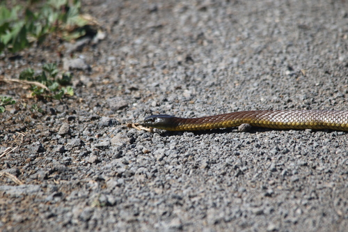 Tiger Snake sighting