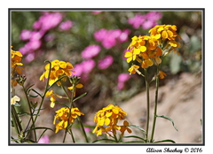 Erysimum capitatum capitatum
