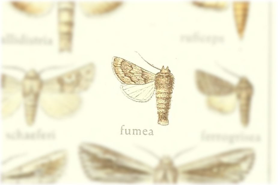 Ulochlaena fumea