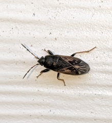 Megalonotus sabulicola