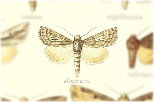 Ectochela aberrans