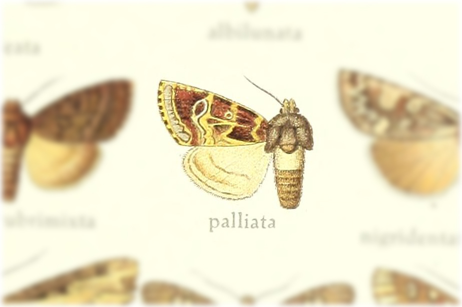 Trigonophora palliata