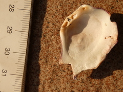 Spondylus gaederopus