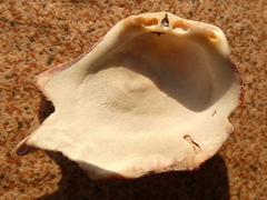 Spondylus gaederopus