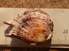 Spondylus gaederopus