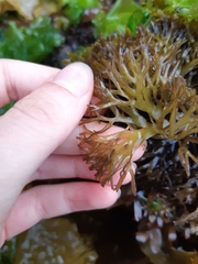 Mazzaella affinis