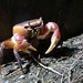 Brown Land Crab - Photo (c) vickey0113, some rights reserved (CC BY-NC), uploaded by vickey0113