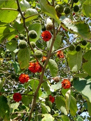 Broussonetia papyrifera