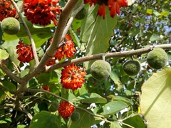 Broussonetia papyrifera