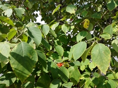 Broussonetia papyrifera