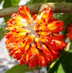 Broussonetia papyrifera