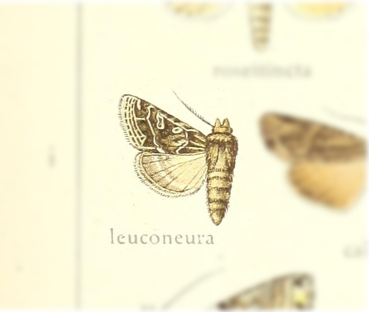 Grammoscelis