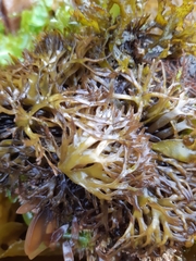 Mazzaella affinis