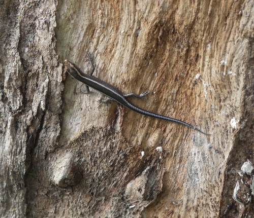 Elegant Snake-eyed Skink, Brisbane QLD, Australia, photo 5 of 10