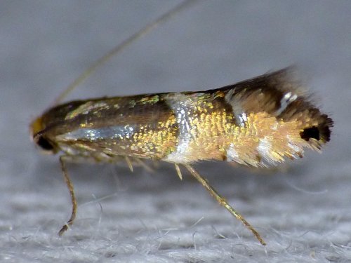 Phyllonorycter martiella