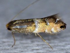 Phyllonorycter martiella