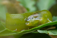 Apodichthys flavidus