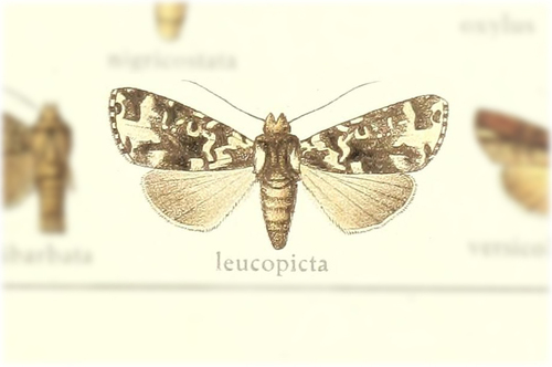 Prototrachea leucopicta