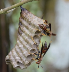 Polistes bahamensis