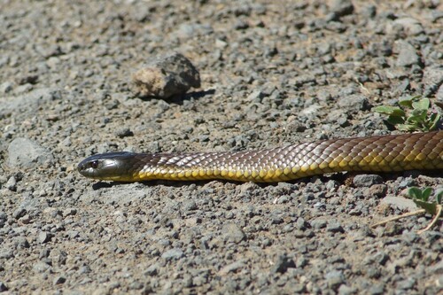 Tiger Snake sighting