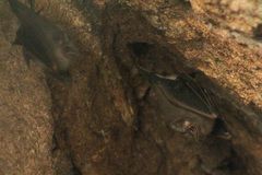Balantiopteryx plicata plicata