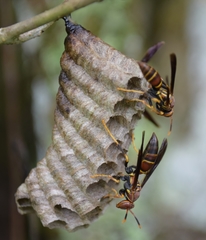 Polistes bahamensis