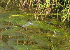 Rhionaeschna multicolor