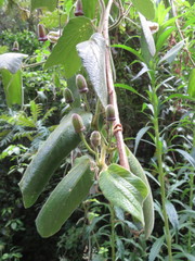 Passiflora bogotensis