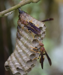 Polistes bahamensis