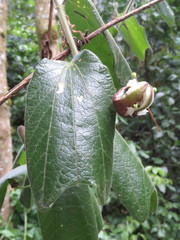 Passiflora bogotensis