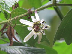 Passiflora bogotensis