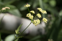 Cicuta douglasii