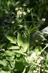 Cicuta douglasii