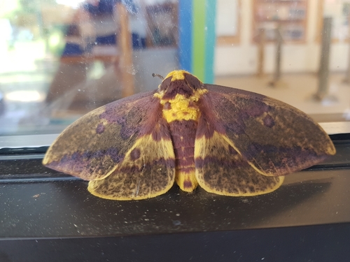 Imperial Moth, photo 5 of 10