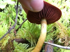 Cortinarius ominosus