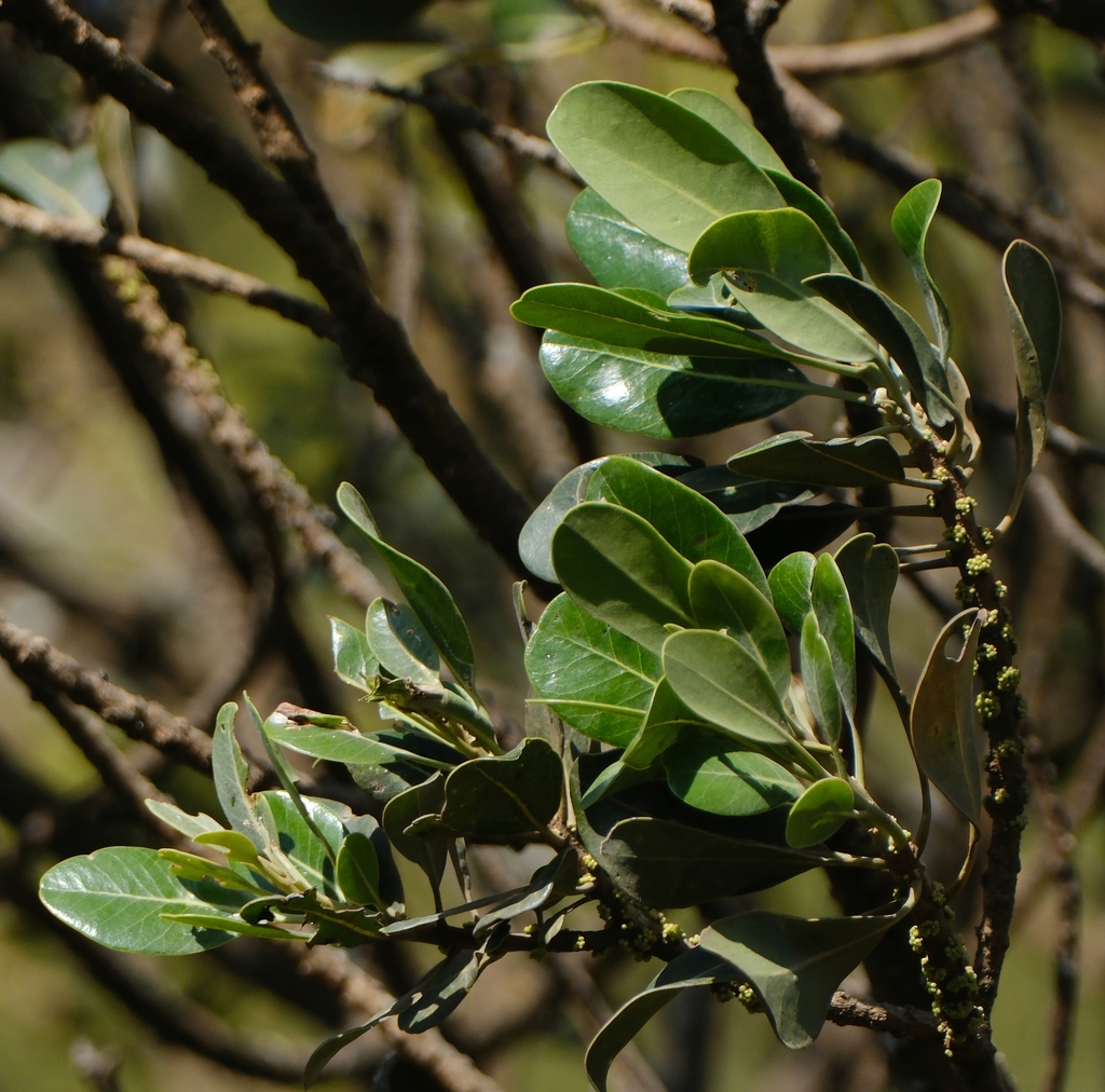 Sideroxylon fimbriatum